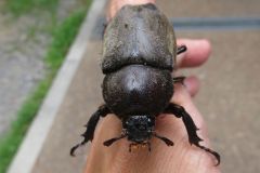カブトムシ