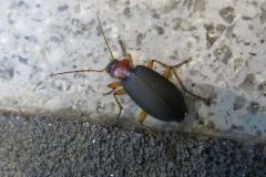 セアカヒラタゴミムシ