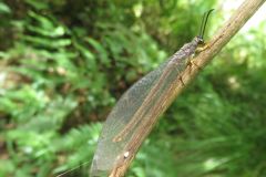 ウスバカゲロウ