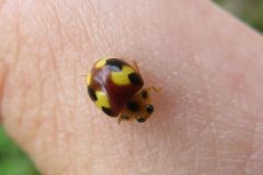 アミダテントウ