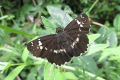 ダイミョウセセリ