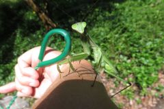 オオカマキリ