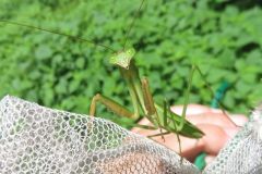オオカマキリ