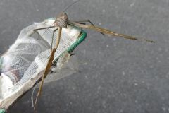 オオカマキリ