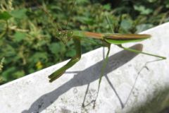 オオカマキリ