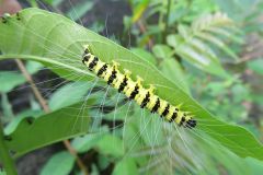 シンジュキノカワガの幼虫