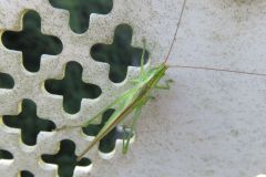 ウスイロササキリ