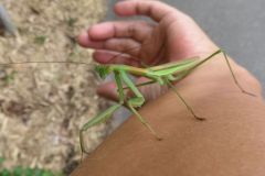 チョウセンカマキリ