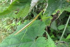 チョウセンカマキリ