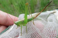 オナガササキリ