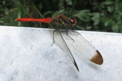 リスアカネ