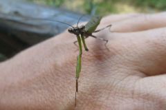 ヒメカマキリ