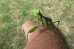 ムネアカハラビロカマキリ