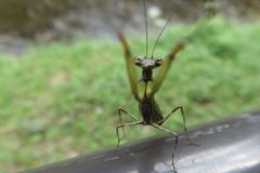 ヒメカマキリ