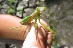 オオカマキリ