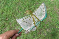 オオカマキリ