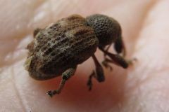 アカコブコブゾウムシ