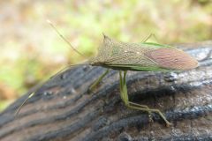 ミナミトゲヘリカメムシ