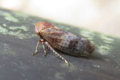 ハトムネヨコバイの一種