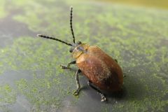 アカタデハムシ