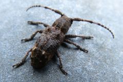 アトモンサビカミキリ