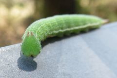 ヒカゲチョウの幼虫