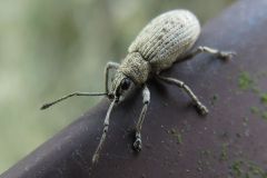 カシワクチブトゾウムシ