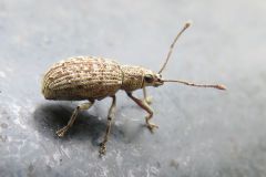 カシワクチブトゾウムシ