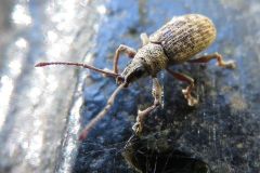 カシワクチブトゾウムシ