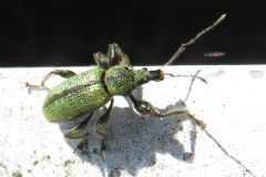 ケブカトゲアシクチブトゾウムシ
