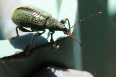 ケブカトゲアシクチブトゾウムシ