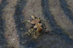 クロフヒゲナガゾウムシ