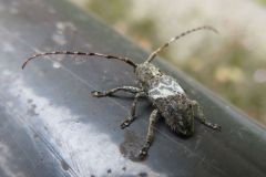ナカジロサビカミキリ