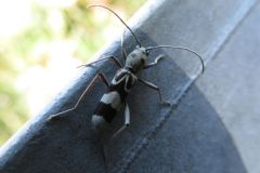 トゲヒゲトラカミキリ