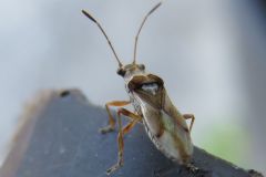 ホソメダカナガカメムシ