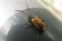 キバネニセハムシハナカミキリ