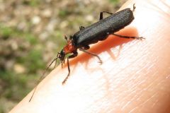 クビアカジョウカイ