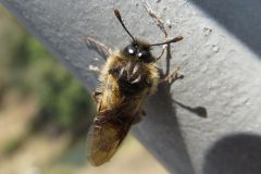ネジロコンボウハバチ