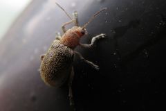 セアカケブカサルハムシ