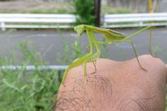 チョウセンカマキリ