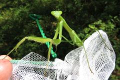 チョウセンカマキリ
