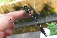 オナガサナエ