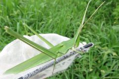 ショウリョウバッタ