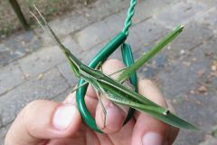 ショウリョウバッタ