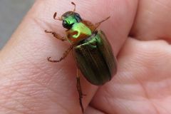 チビサクラコガネ