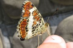 サカハチチョウ
