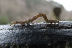 ニジイロベニアツバの幼虫