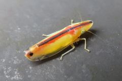 クロスジホソサジヨコバイ