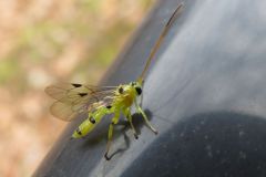 ヒメバチの一種