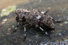 ナガヒゲナガゾウムシの一種
